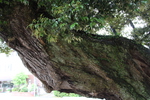 鹿島神宮「御神木の苔むす幹肌」