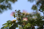 ネムノキの蕾と開花