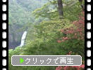 春の蔵王「新緑の森と不動滝」