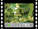 初夏の筑紫戒壇院「菩提樹の花」