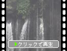 初夏の富士山麓「白糸の滝」の「岩の間から流れ落ちる滝筋」