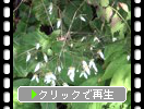 ユキノシタの花と滝