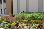 病院横の彩り豊かな花壇