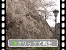 春の福岡城址「白枝垂桜」