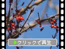 冬のニシキギ「赤い実たち」