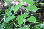 ヒヨドリジョウゴの緑葉