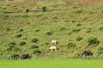 夏の「阿蘇の稲田と放牧の牛」