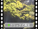 夏の五ヶ瀬「深緑の楓と白滝」