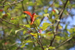 ハナカイドウ「紅葉の始まり」