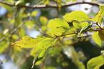 夏のハナカイドウの葉