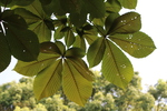 団扇の様なトチノキの葉