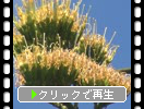 「リュウゼツラン（竜舌蘭）の花」近景