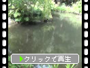 夏の千曲「上山田温泉公園の池」