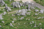 深緑期の秋吉台「石灰岩の羊群原」