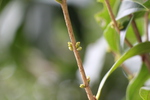 キンモクセイの花芽