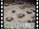 降雪期の福岡城址「大天守の礎石群」
