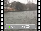 降雪期の福岡城址「濠と冬木立」