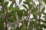 モッコクの枝と緑葉