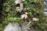 石垣の苔と黄葉