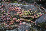 岩壁を這う秋の蔦