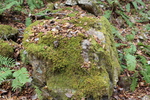 苔の岩と枯れ落葉