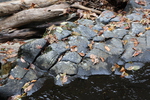 柱状節理の岩場と枯れ落葉
