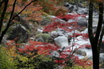 楓の紅葉と渓流