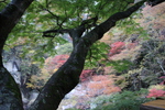 濡れた楓の幹と枝葉