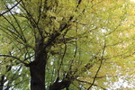 秋の「イチョウ」の木