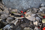 枯れ落葉とムサシアブミの種子