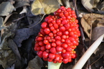 ムサシアブミの熟れた赤い実たち
