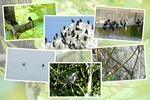 日本の野鳥たち（その８）