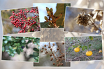 冬期（１２月〜２月）の植物たち（その３）