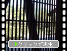 夏の木曽・妻籠宿「格子窓と夏情緒」