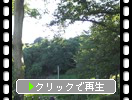 夏・深緑期の福岡「桧原桜」