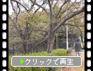 秋黄葉期の福岡「桧原桜と散策路」