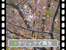 秋の福岡「黄葉と桧原桜」