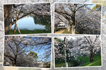 春満開期の福岡「桧原桜」