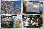 「満開の桧原桜」近景