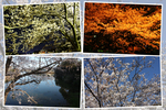 春の福岡「桧原桜」