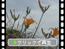 夏の愛媛「佐田岬の植物たち」