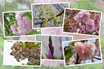 九州がんセンターの敷地で咲いた4月の花（その II-4 ）