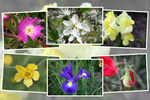 九州がんセンターの敷地に咲いた4月の花たち（その III−2 ）