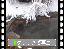 積雪の那須岳山麓の温泉