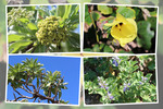 夏の沖縄「残波岬の植物たち」