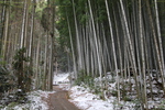 冬・積雪期の竹林