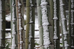 竹林と雪