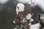 開花を待つ「積雪の梅の蕾」