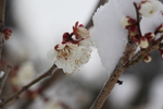 冬・積雪の梅の花と蕾