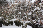 多久聖廟公園「積雪の梅の木」